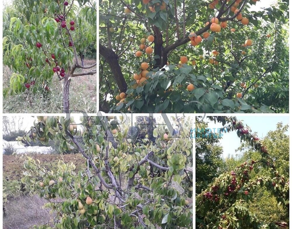 Парцел - Варна, област, с.Припек - 0