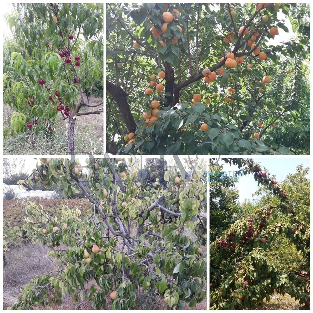 Парцел - Варна, област, с.Припек - 0